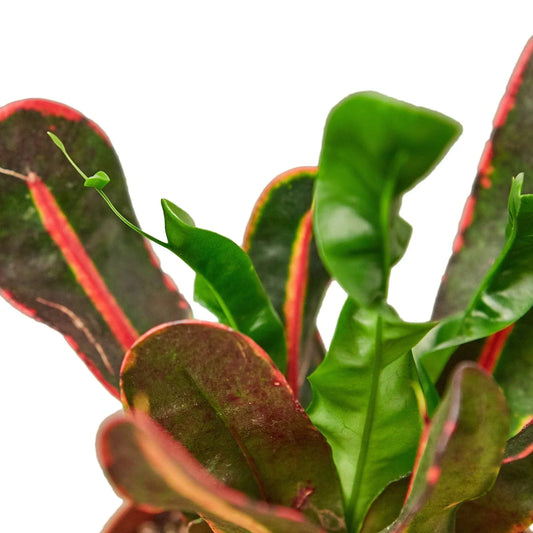 Operation: Save the Tropics (From Your Freezing Apartment!)