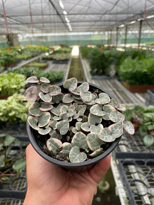 String of Hearts: A Love Story (and a Little Bit of Neglect)