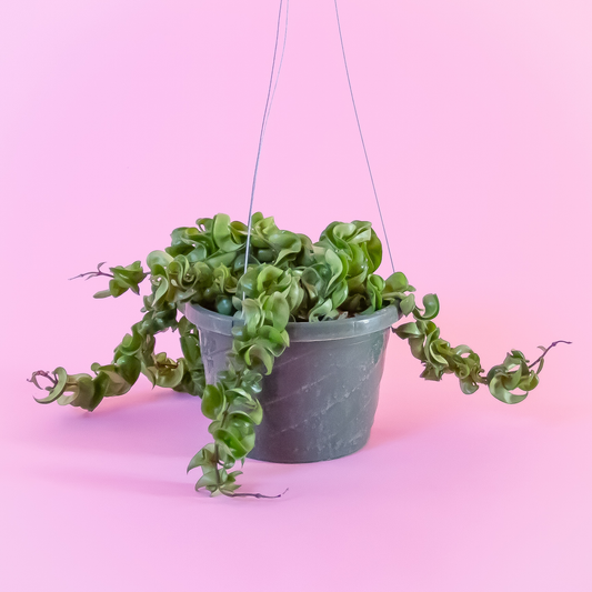 Hoya Hoy! A Helpful Guide to Keeping Your Wax Plants Alive (and Thriving!)