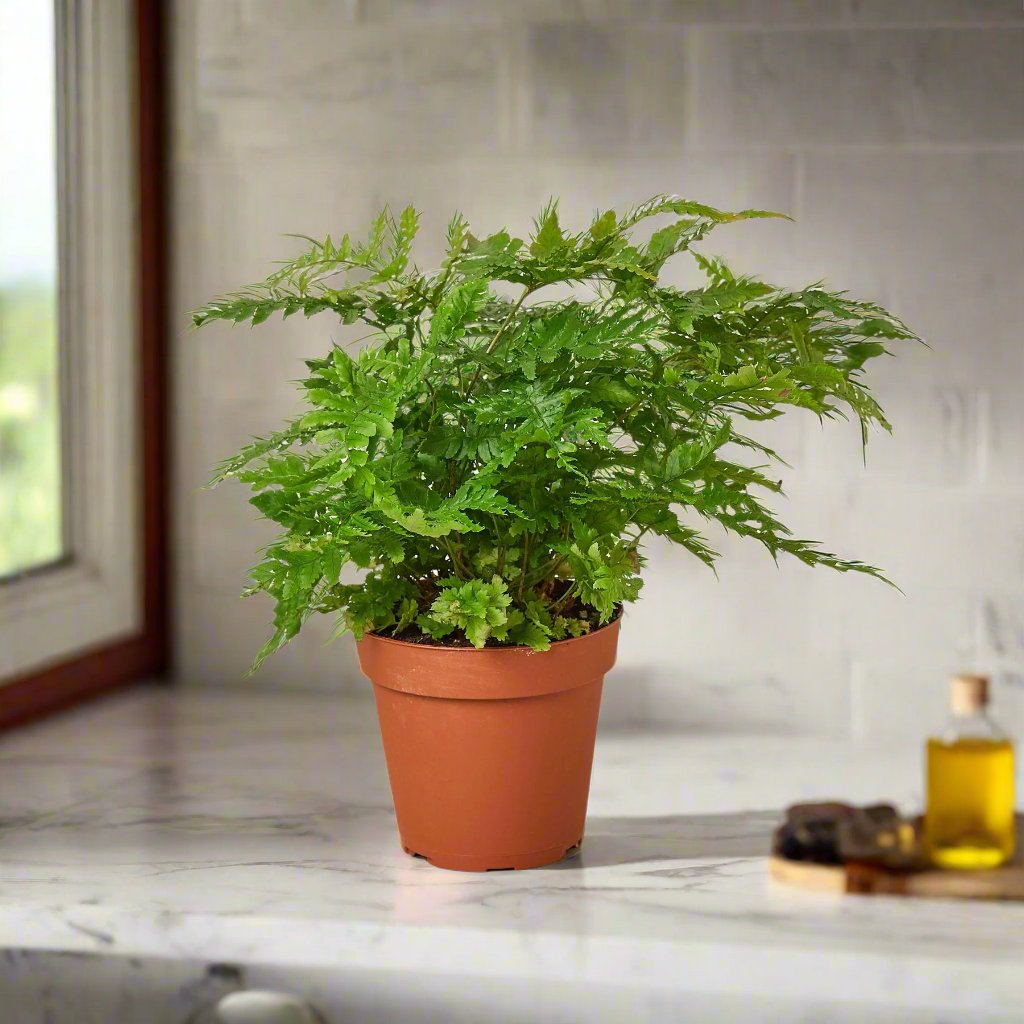 'Autumn' Fern