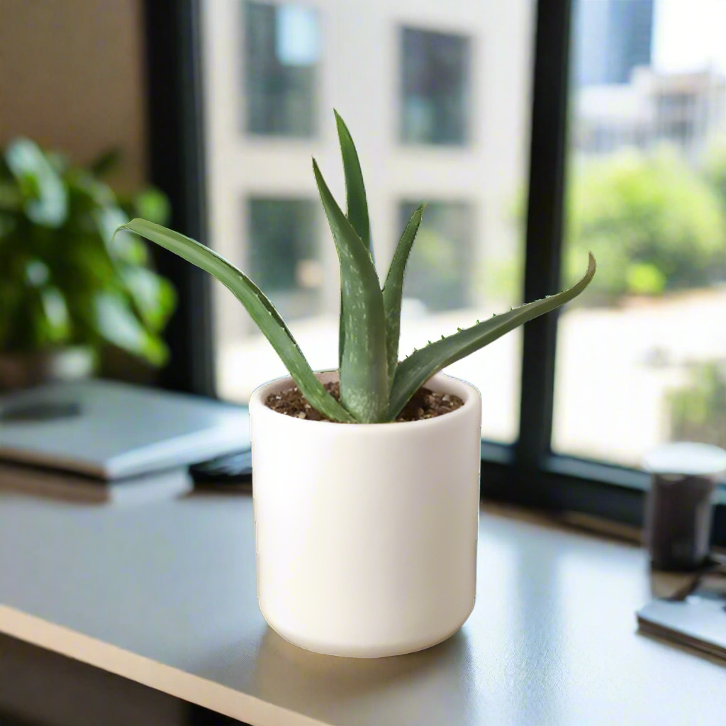 Aloe Vera