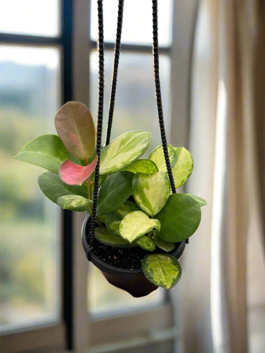 Hoya 'Lisa'