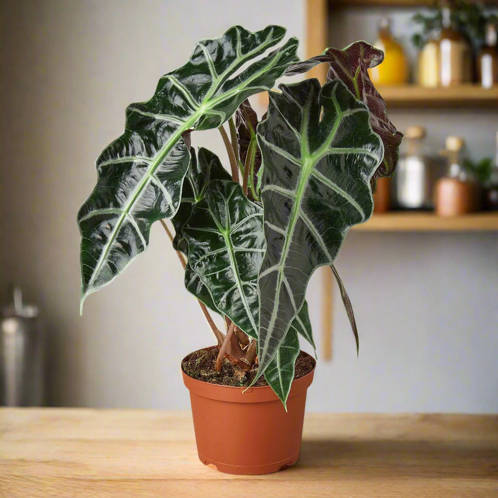 Alocasia Polly 'African Mask'