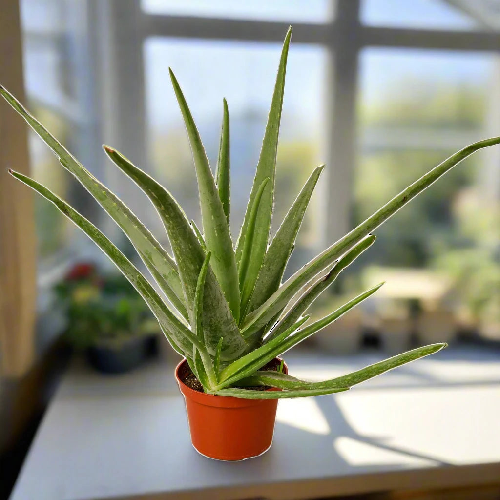 Aloe Vera