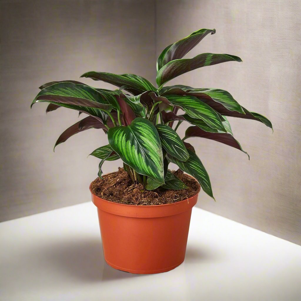 Calathea 'Beauty Star'