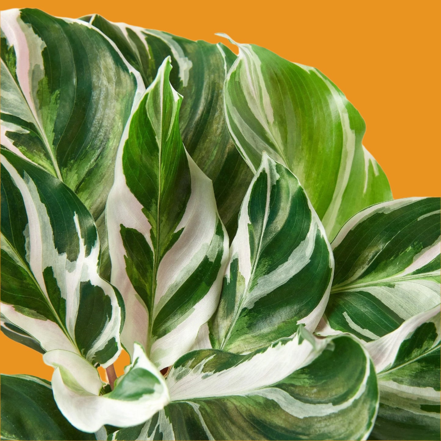 Calathea 'White Fusion'