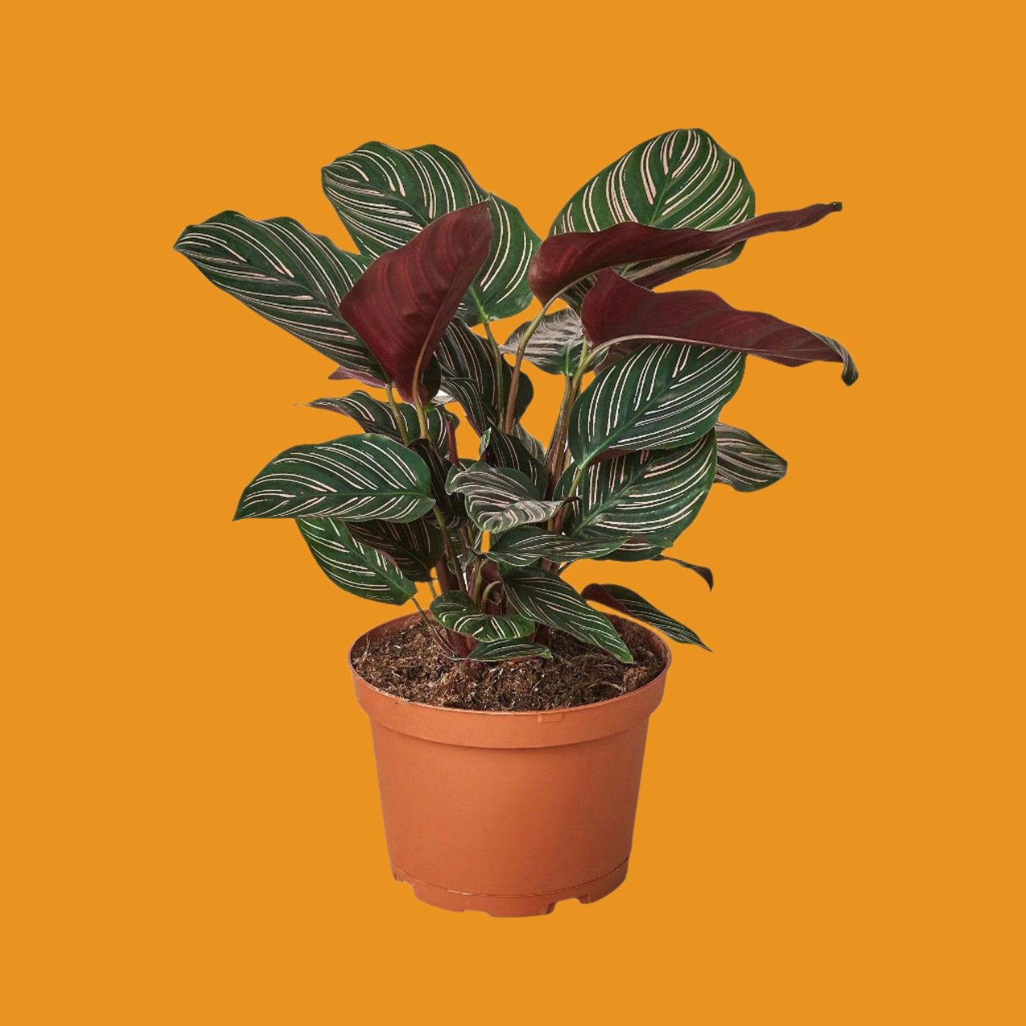 Calathea 'Ornata'
