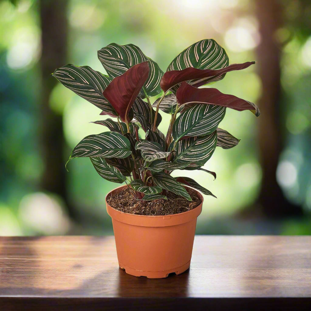 Calathea 'Ornata'