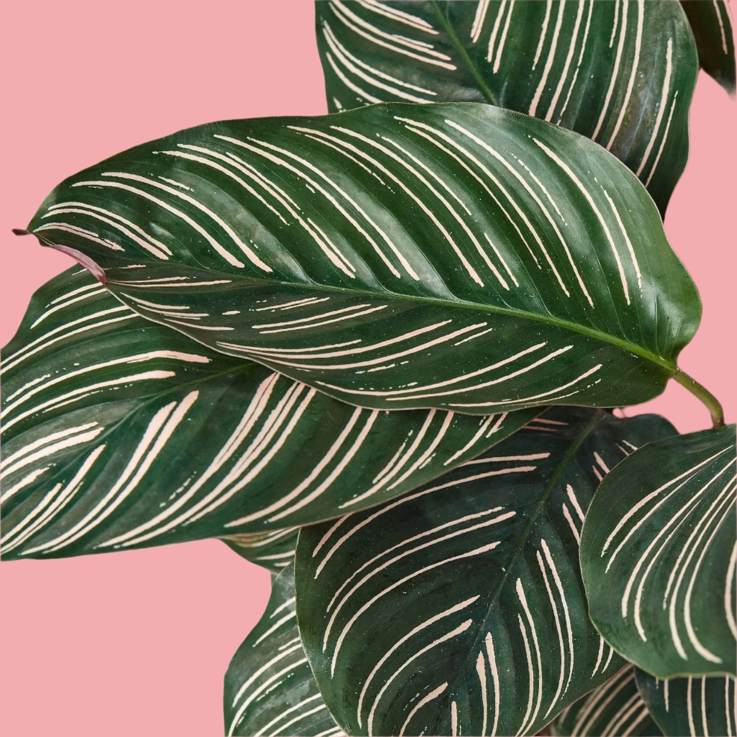 Calathea 'Ornata'
