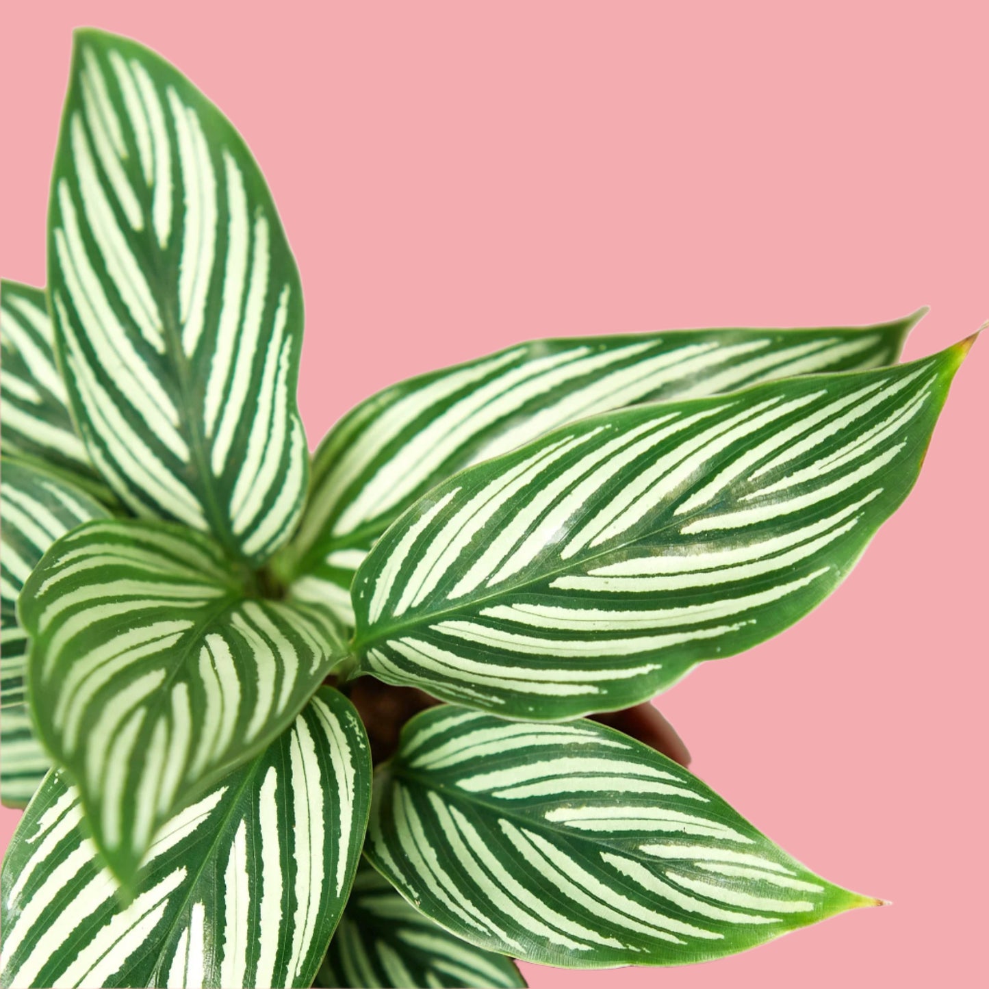 Calathea 'Vittata'