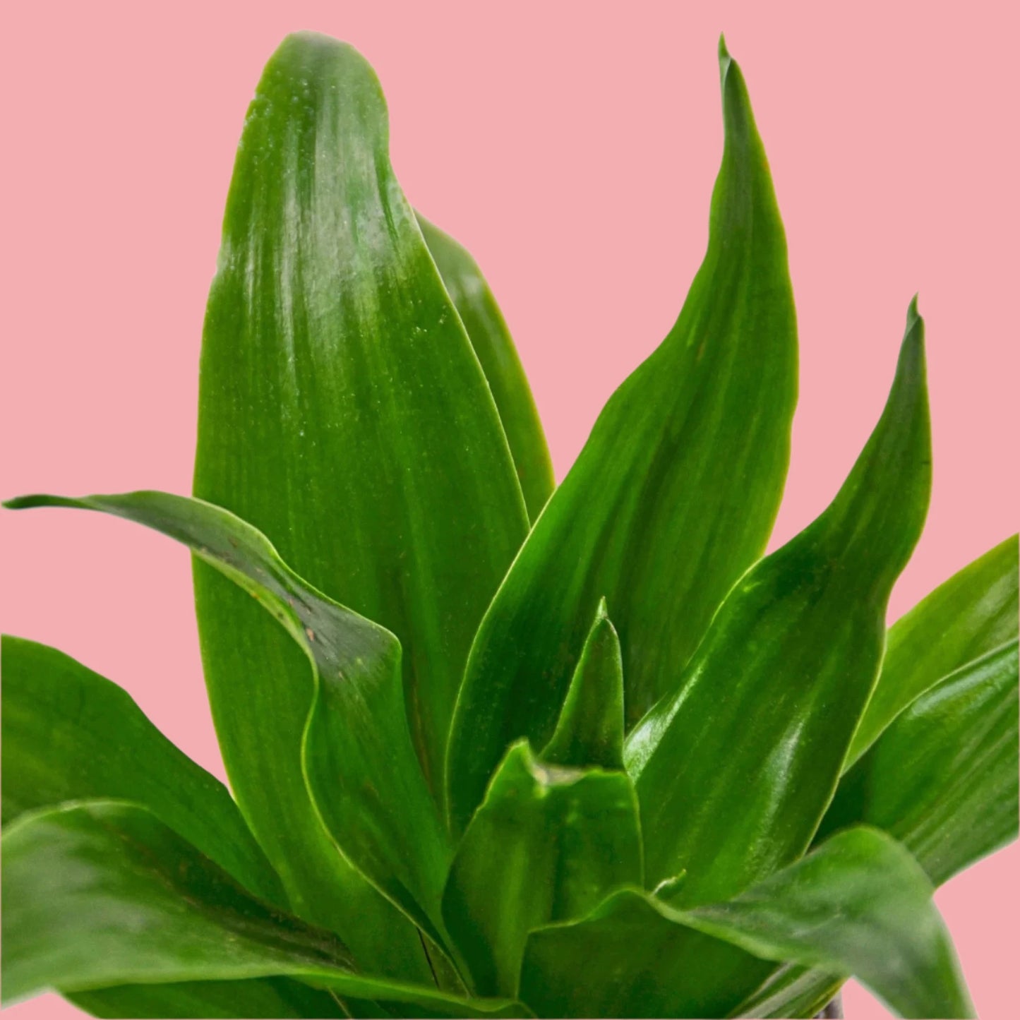 Dracaena 'Janet Craig'