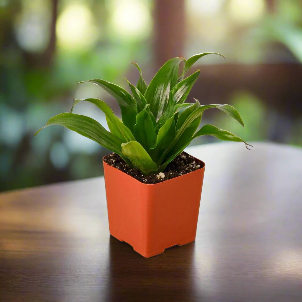Dracaena 'Janet Craig'
