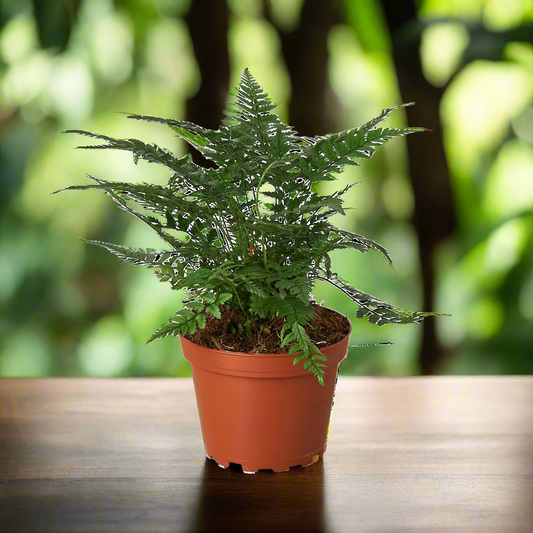 'Korean Rock' Fern