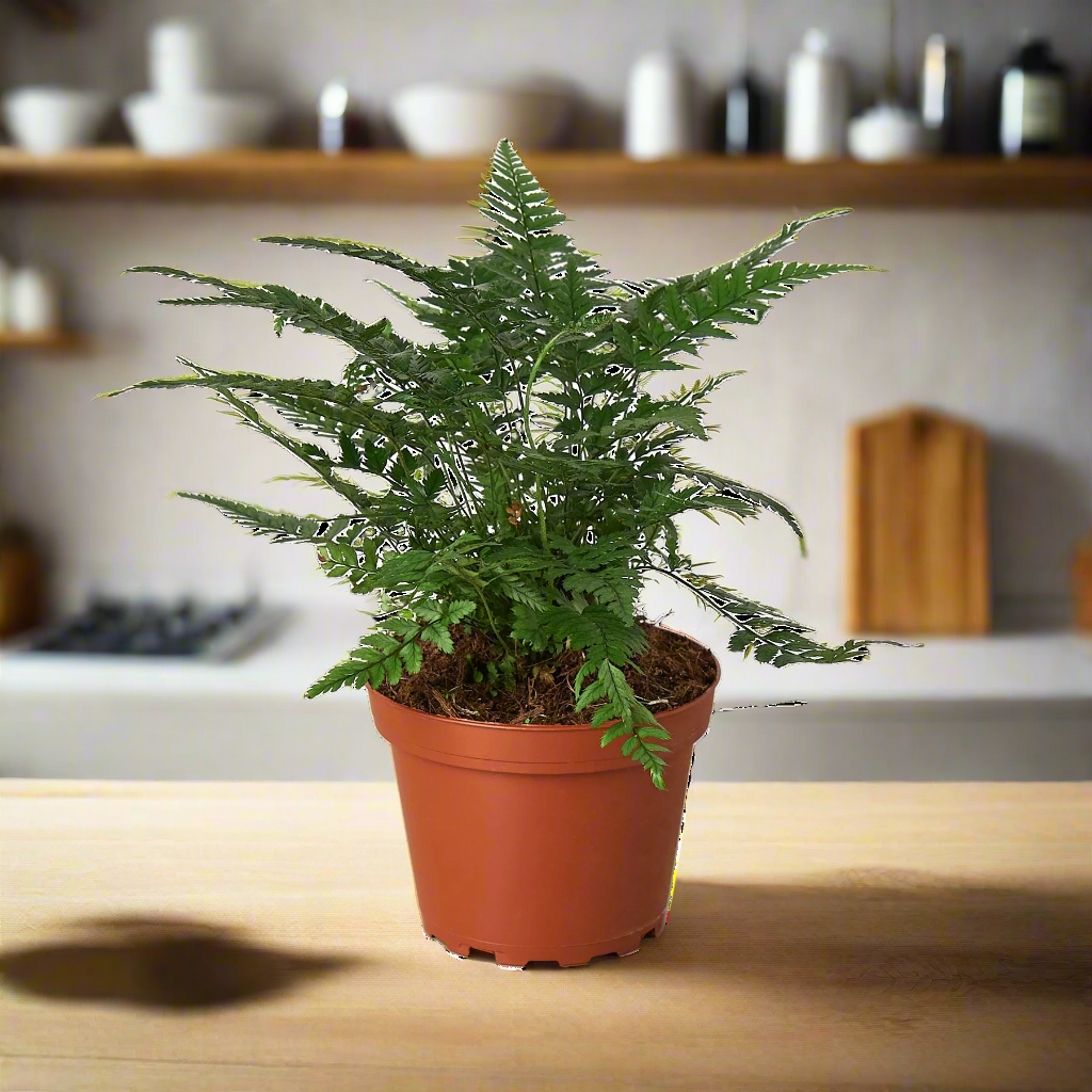 'Korean Rock' Fern