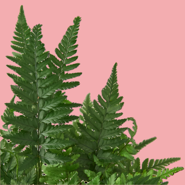 'Korean Rock' Fern