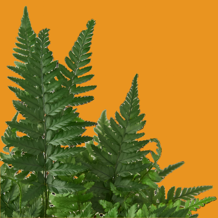 'Korean Rock' Fern