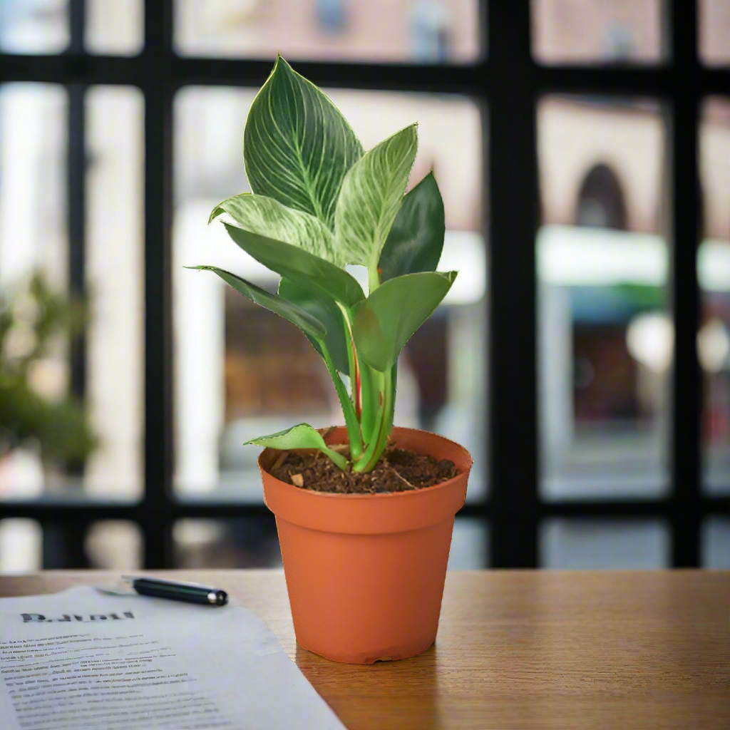 Philodendron 'Birkin'