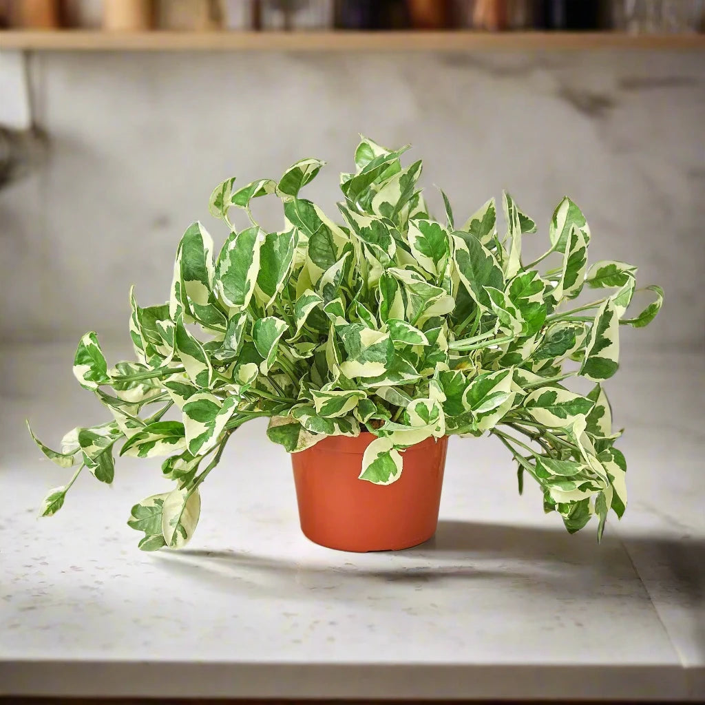 Pothos 'N'joy'