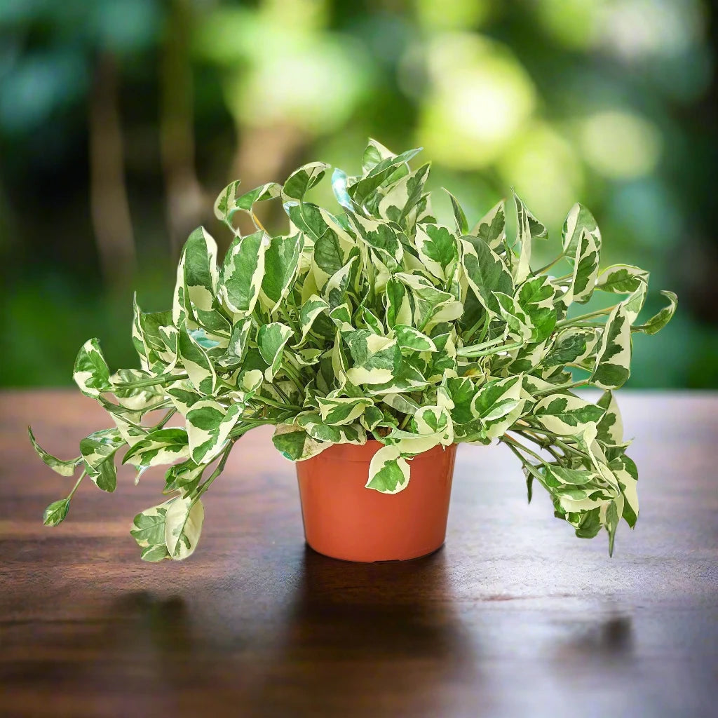 Pothos 'N'joy'