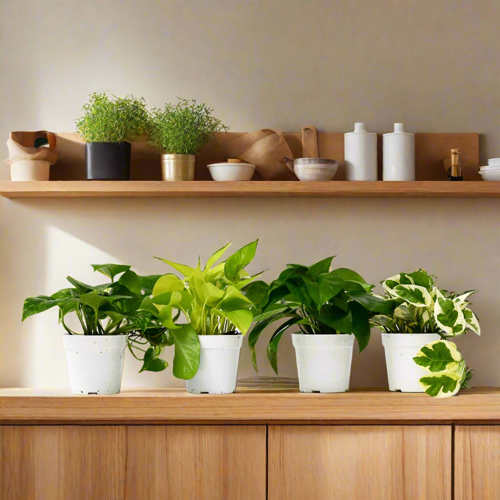 4 Different Pothos Plants in 4" Pots - Live House Plant