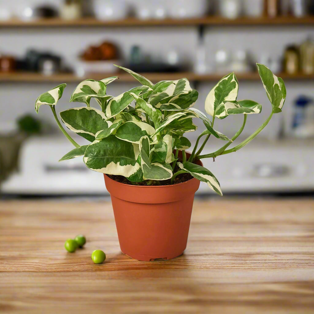 Pothos 'N'joy'