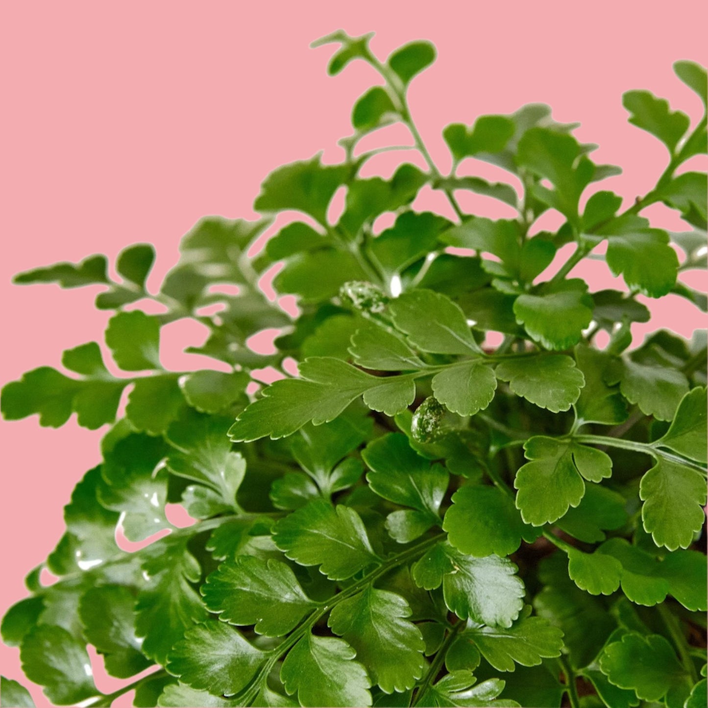 Austral Gem Fern
