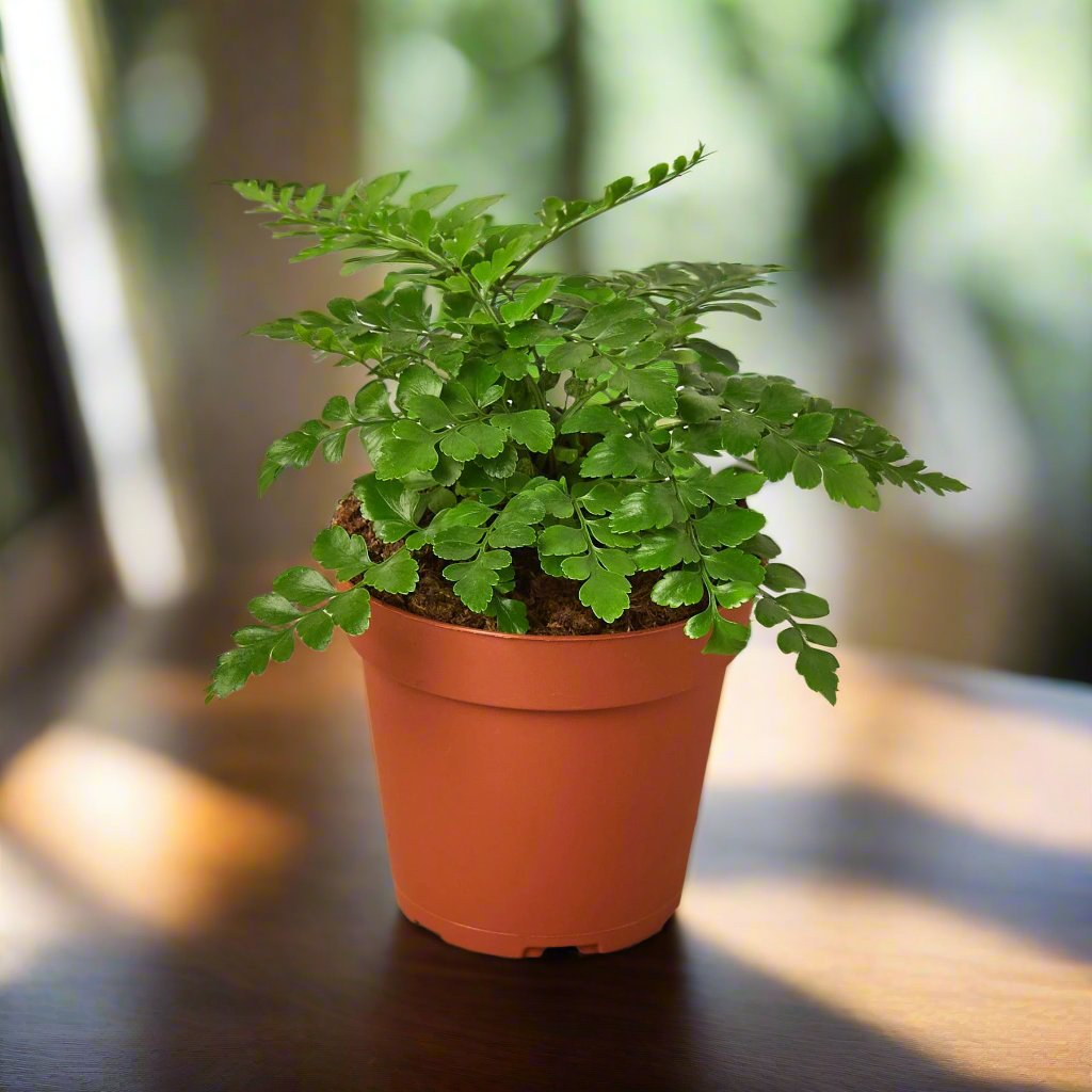 Austral Gem Fern