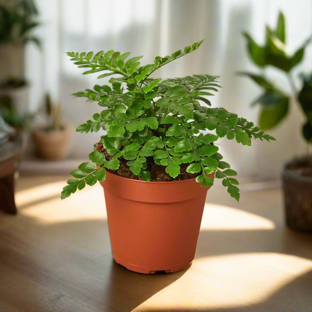 Austral Gem Fern