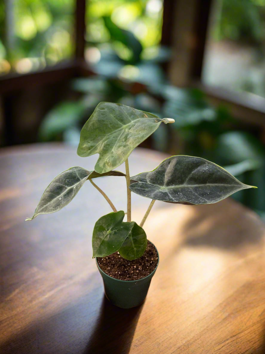 Alocasia Polly 'African Mask'