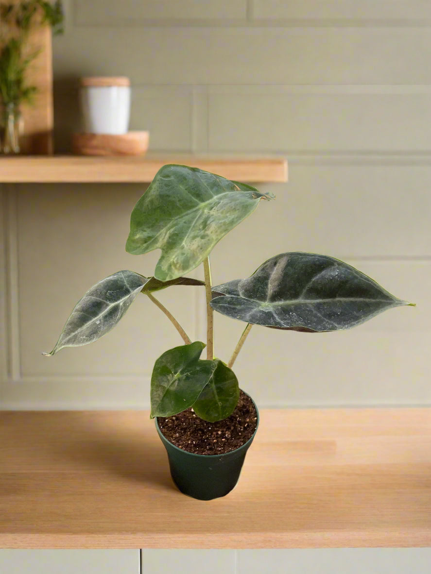 Alocasia Polly 'African Mask'