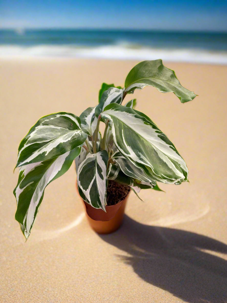 Calathea 'White Fusion'
