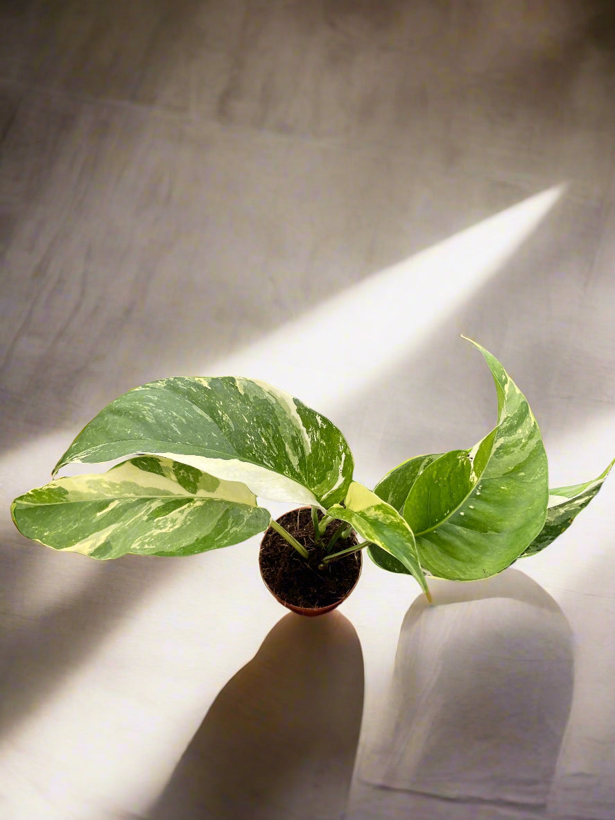 Pothos 'Albo Variegata'