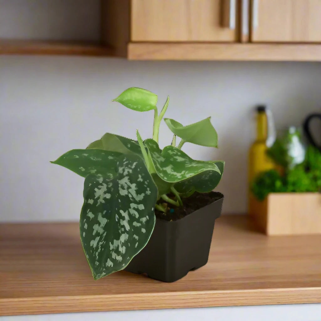 Pothos 'Satin'