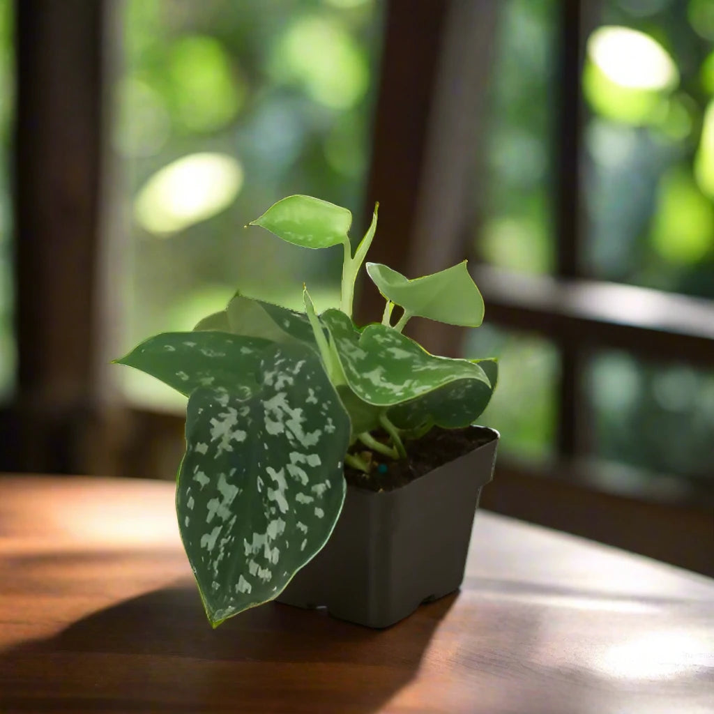 Pothos 'Satin'