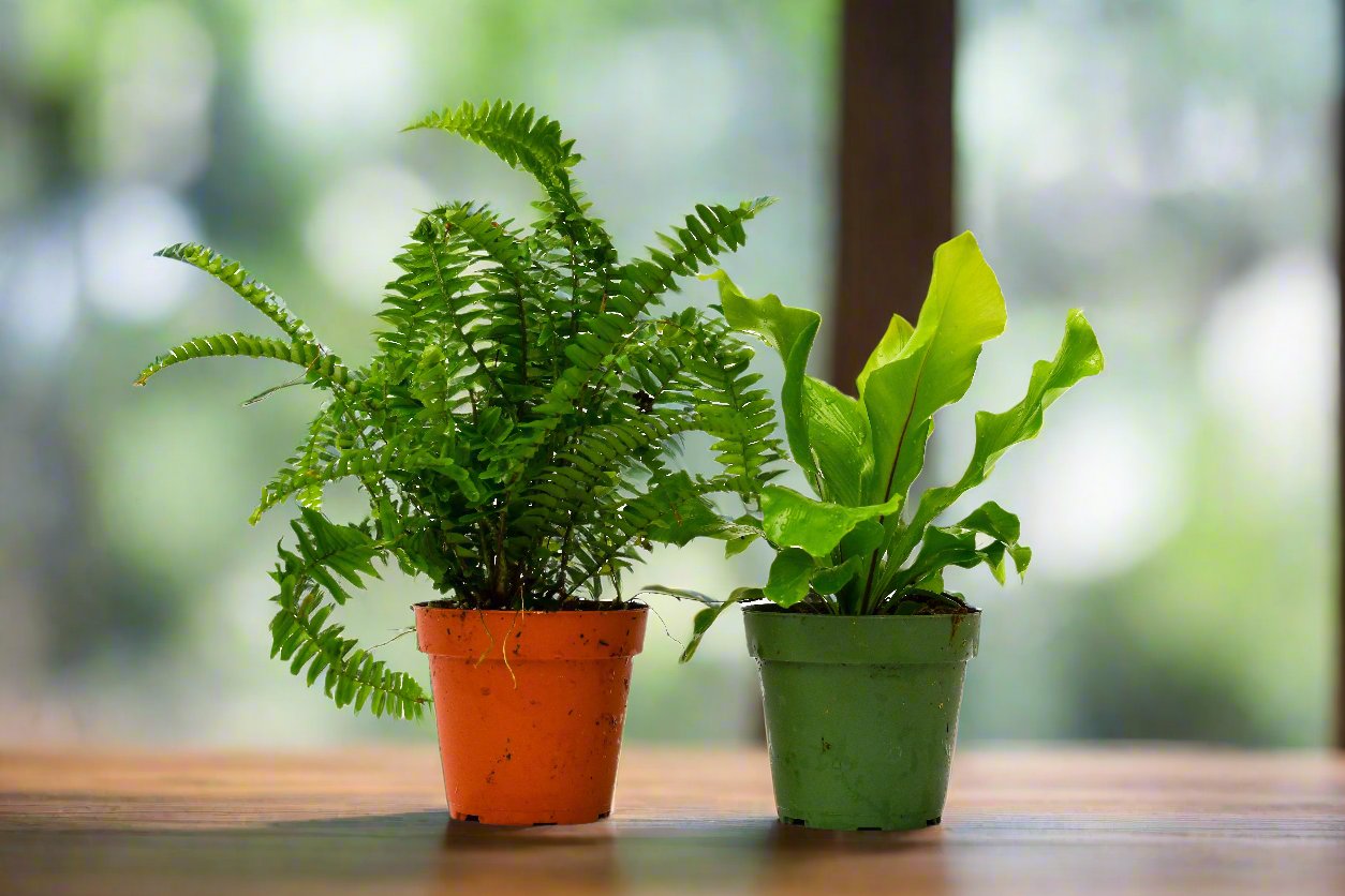 2 Fern Variety Pack - 4" Pot