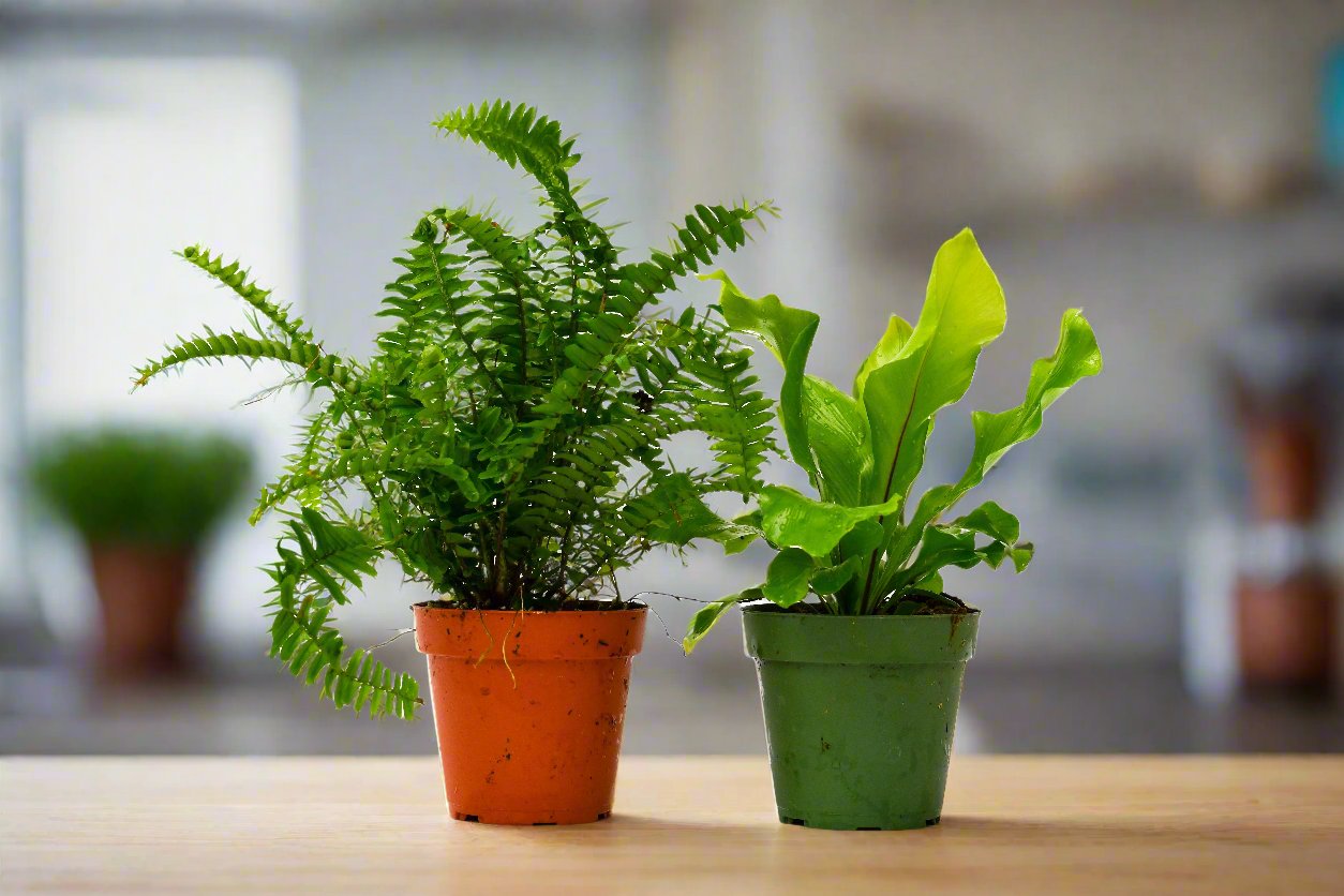 2 Fern Variety Pack - 4" Pot