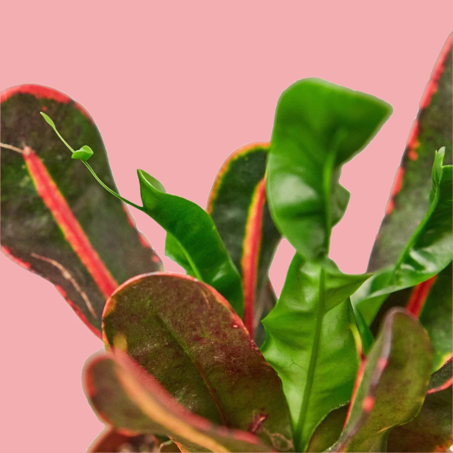 Croton Variegato