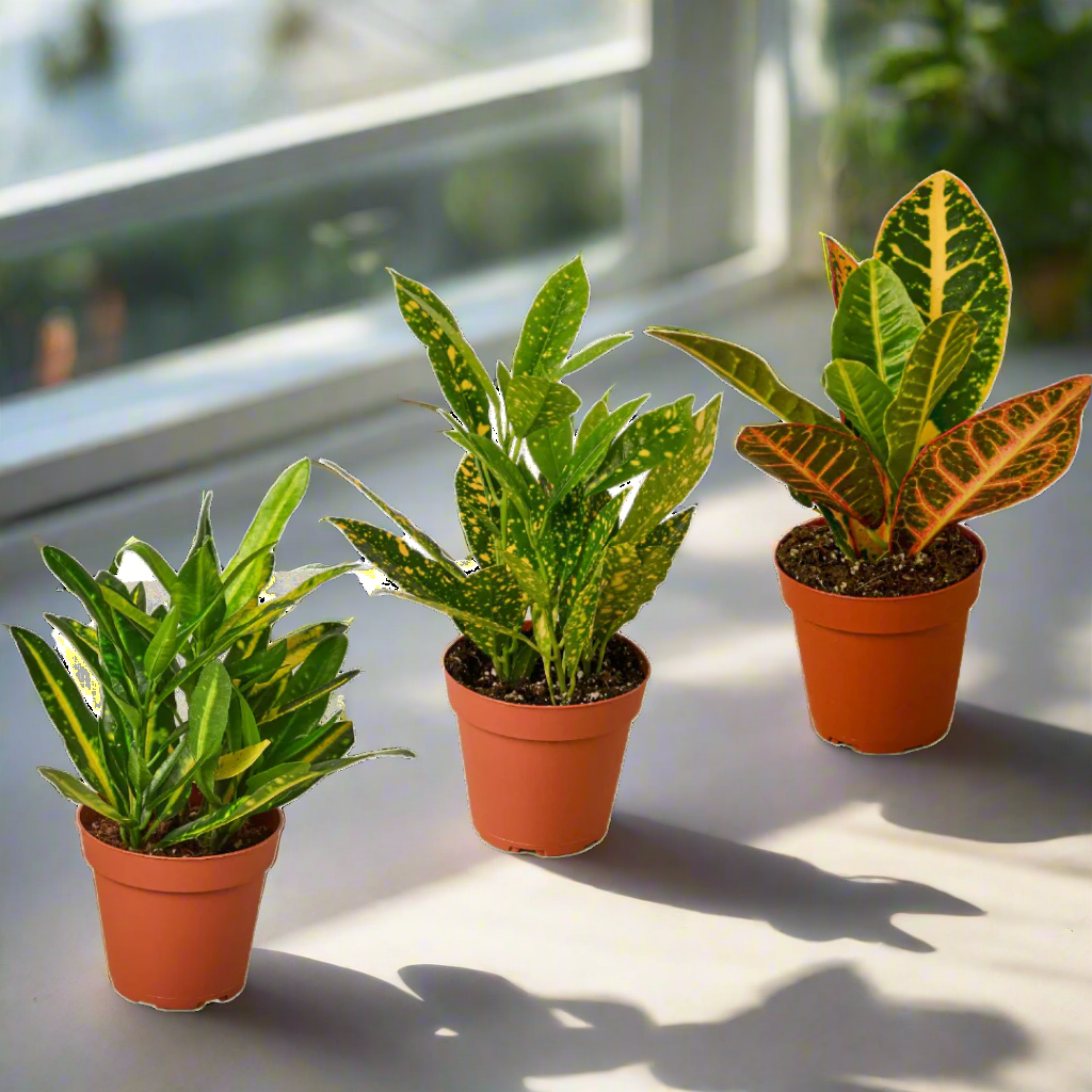3 Croton Variety Pack / 4" Pot / Live Plant / House Plant