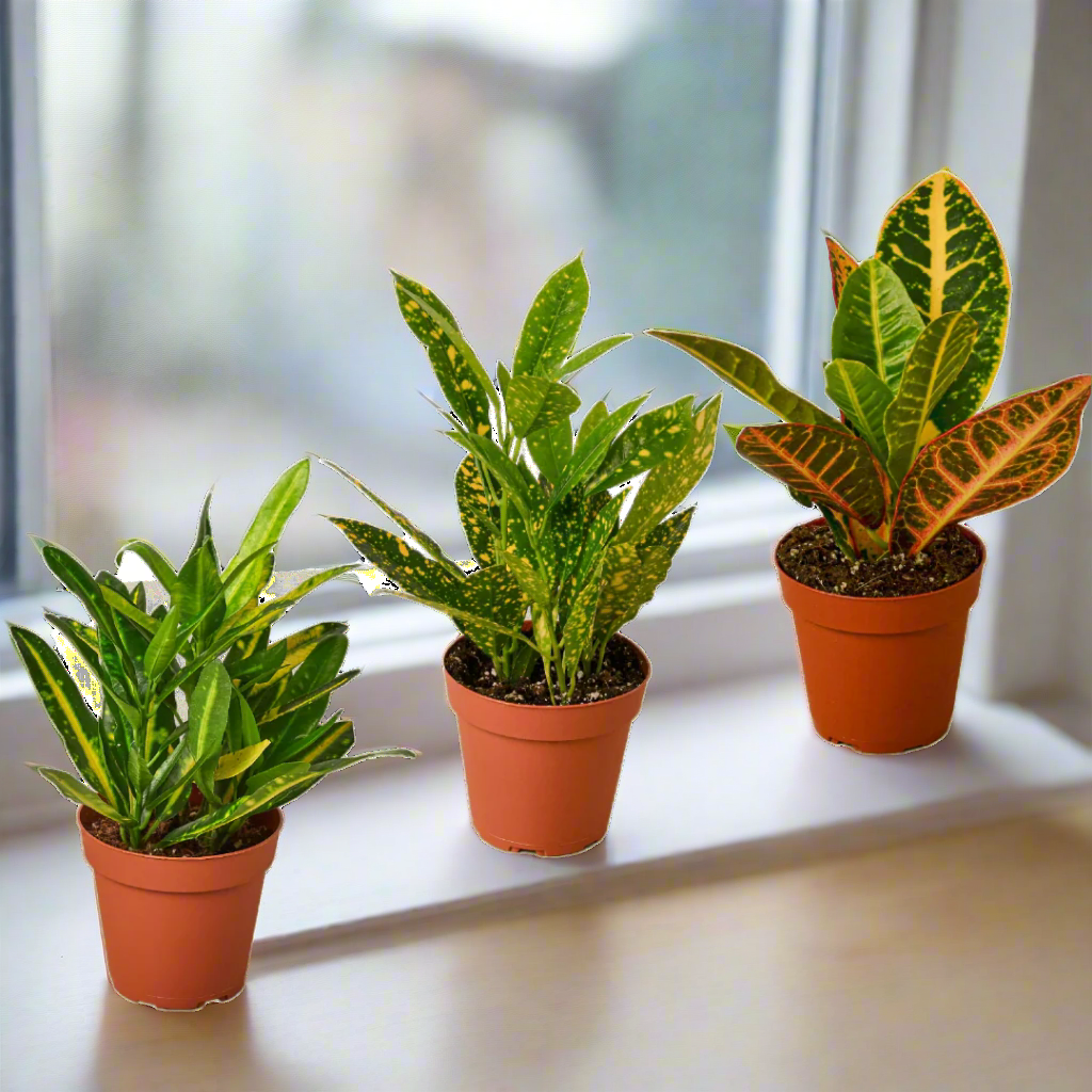 3 Croton Variety Pack / 4" Pot / Live Plant / House Plant