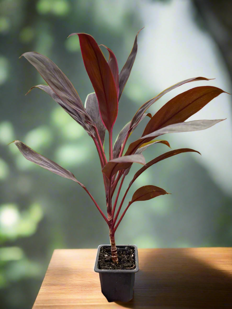 Cordyline 'Calypso Queen'