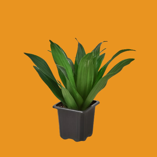 Dracaena 'Janet Craig'