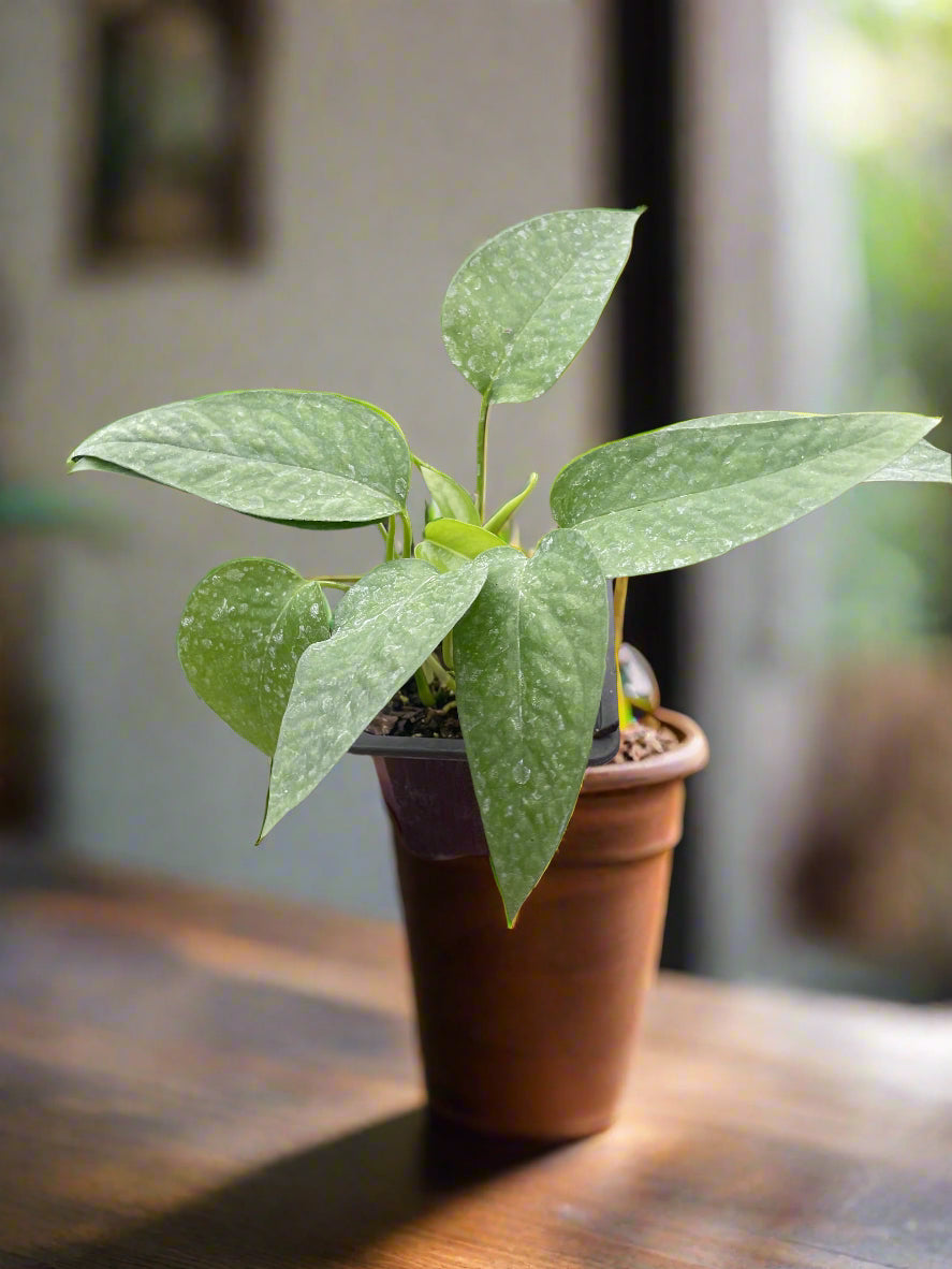 Pothos 'Cebu Blue'