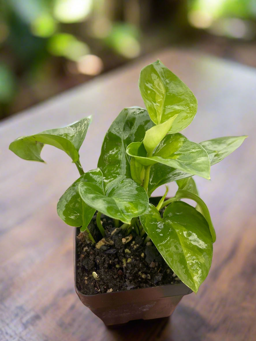 Pothos 'Global Green'
