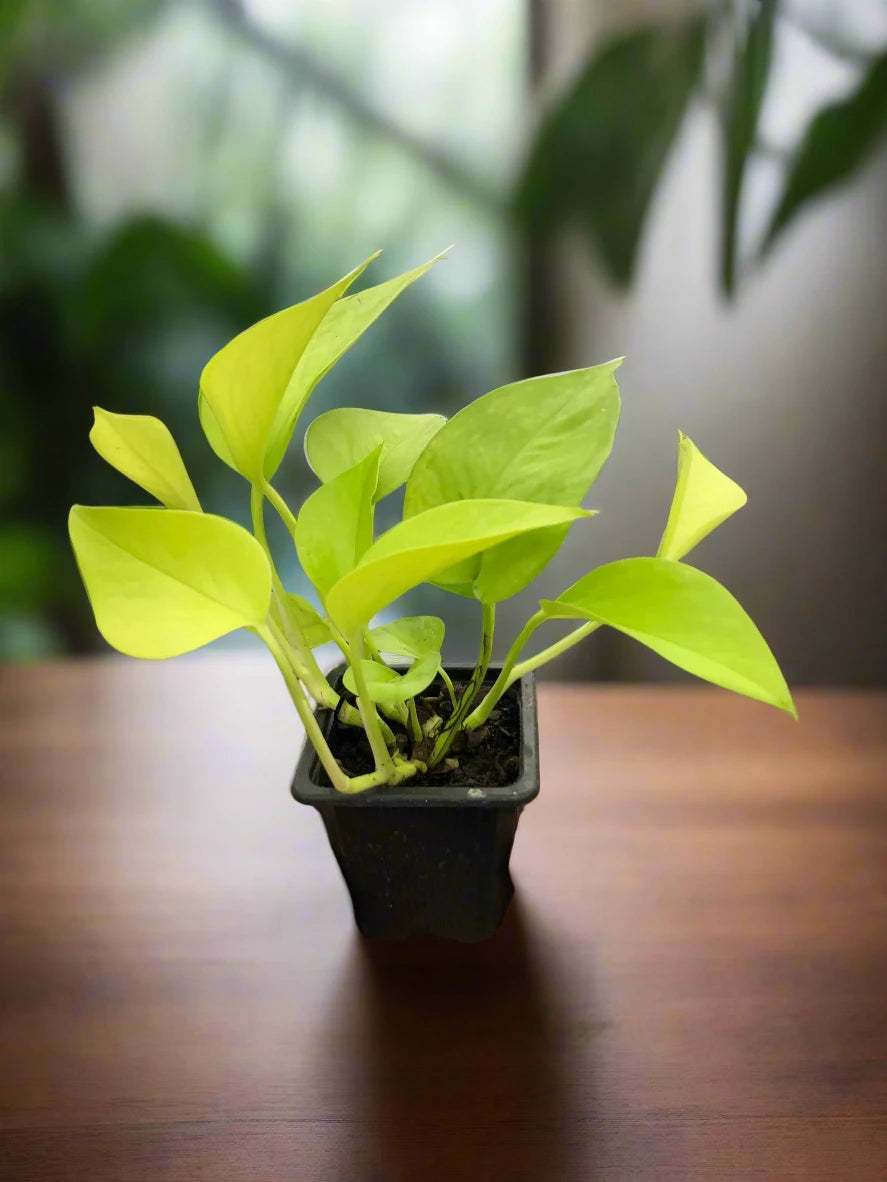 Pothos 'Neon'