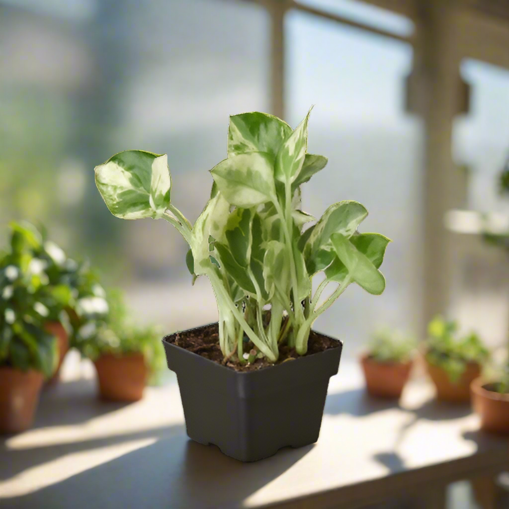 Pothos 'N'joy'