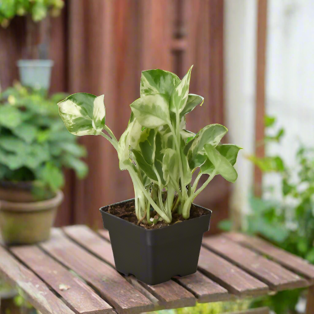 Pothos 'N'joy'