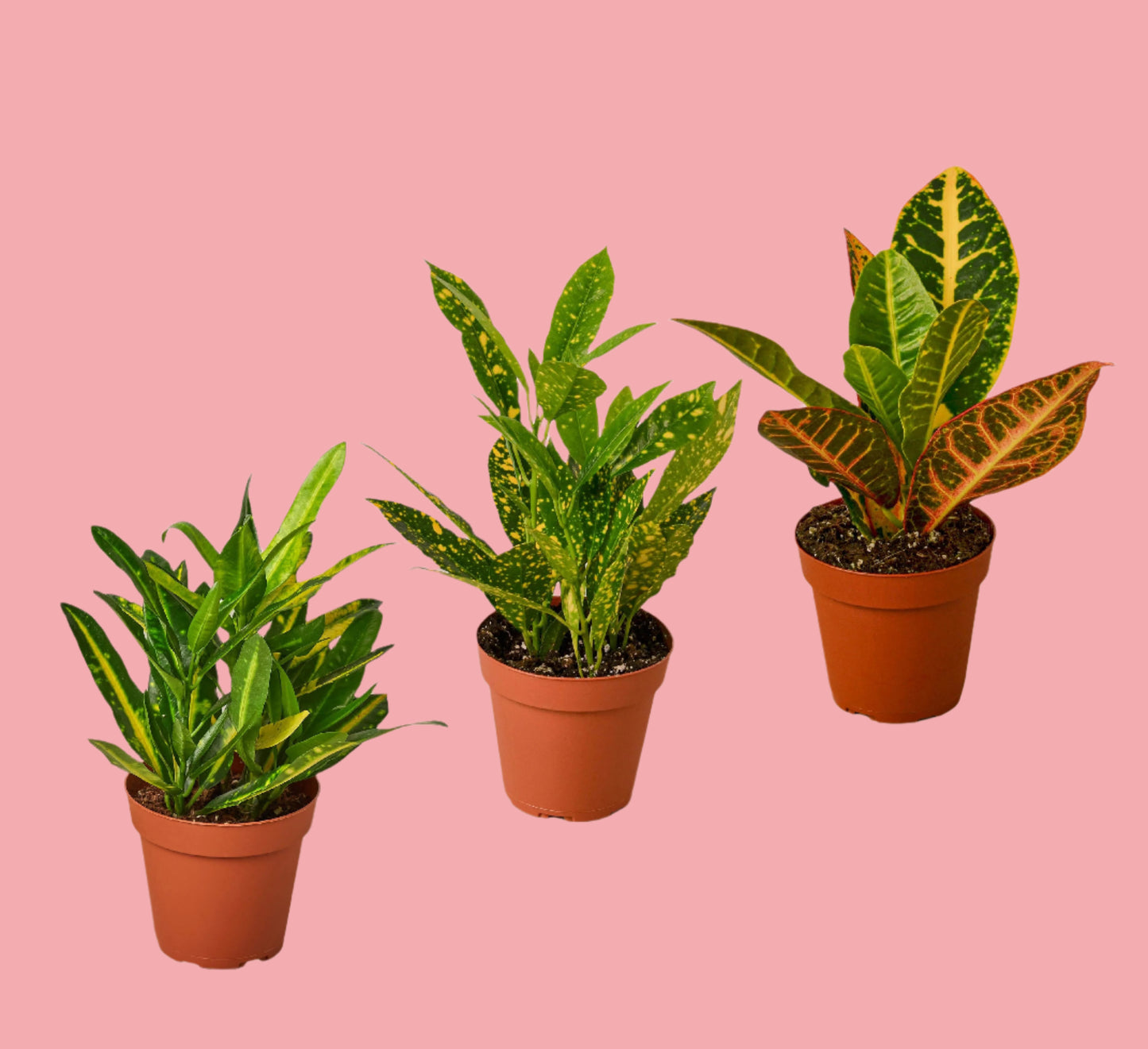 3 Croton Variety Pack / 4" Pot / Live Plant / House Plant
