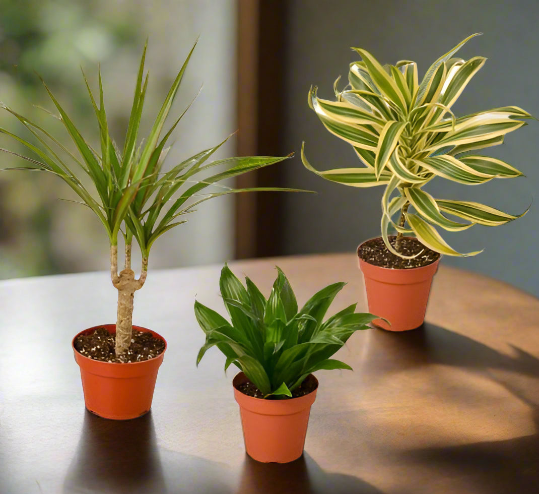3 Different Dracaenas Variety Pack - 4" Pot