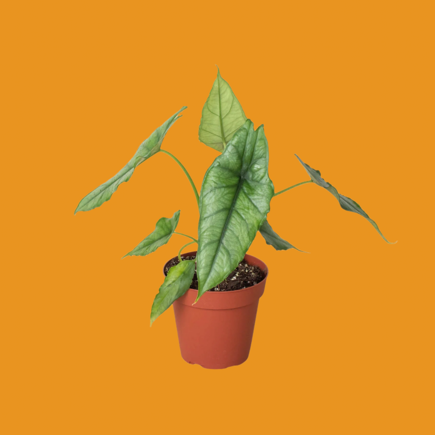 Alocasia 'Dragons Breath'