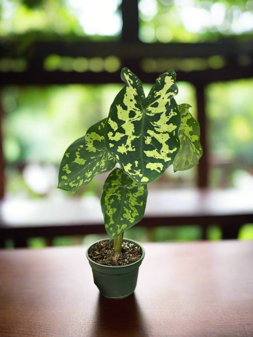 Alocasia 'Hilo Beauty'